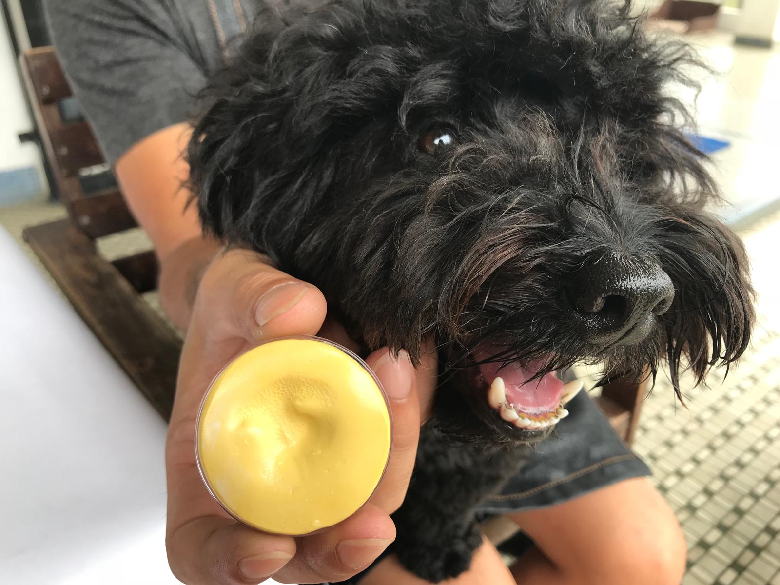 Taking a gentle pet-safe nose print or paw print impression in Singapore