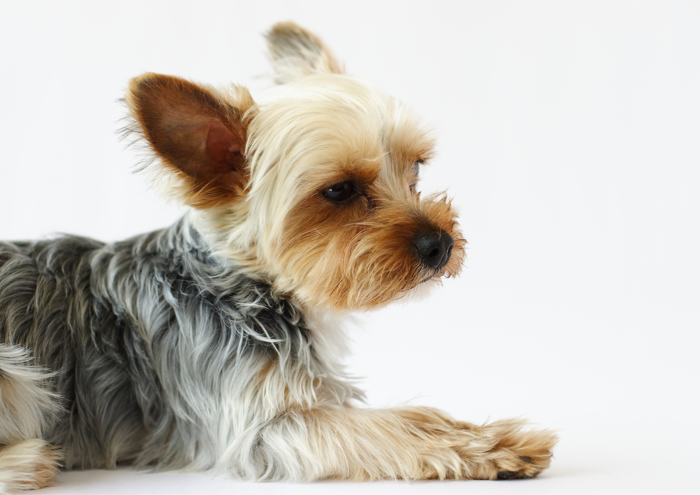 Furkid during a vet visit