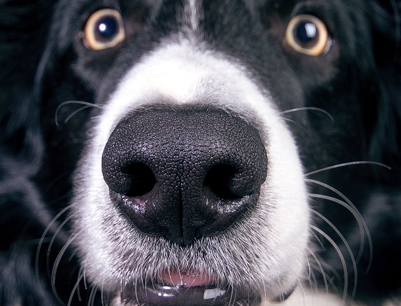 Close-up of a dog’s nose showing natural texture